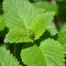 lemon balm