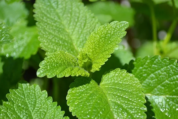 lemon balm